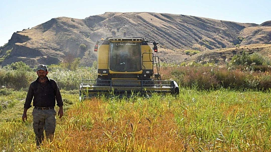 Kuruyan Murat Nehri'nde 150 gün suyun içinde yetişen pirinçte hasat zamanı