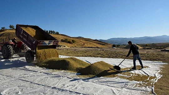 Kuruyan Murat Nehri'nde 150 gün suyun içinde yetişen pirinçte hasat zamanı