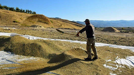 Kuruyan Murat Nehri'nde 150 gün suyun içinde yetişen pirinçte hasat zamanı