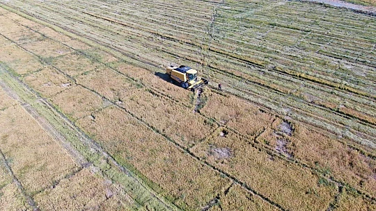 Kuruyan Murat Nehri'nde 150 gün suyun içinde yetişen pirinçte hasat zamanı