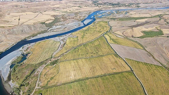 Kuruyan Murat Nehri'nde 150 gün suyun içinde yetişen pirinçte hasat zamanı
