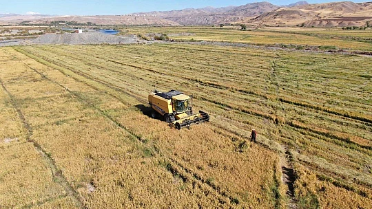 Kuruyan Murat Nehri'nde 150 gün suyun içinde yetişen pirinçte hasat zamanı