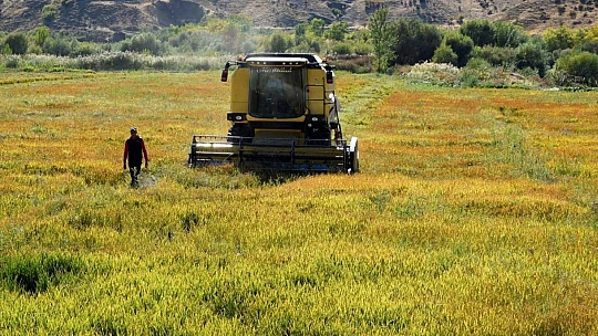 Kuruyan Murat Nehri'nde 150 gün suyun içinde yetişen pirinçte hasat zamanı