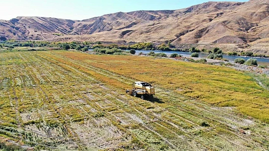 Kuruyan Murat Nehri'nde 150 gün suyun içinde yetişen pirinçte hasat zamanı
