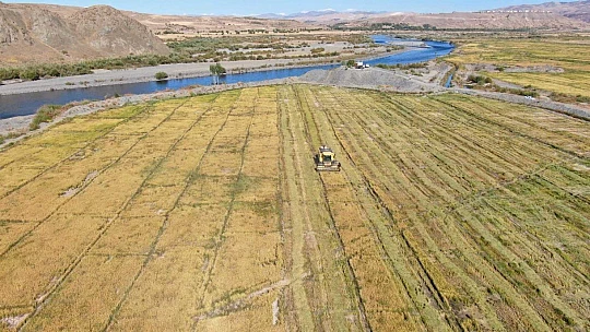 Kuruyan Murat Nehri'nde 150 gün suyun içinde yetişen pirinçte hasat zamanı