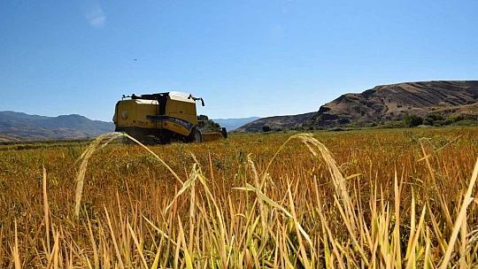 Kuruyan Murat Nehri'nde 150 gün suyun içinde yetişen pirinçte hasat zamanı