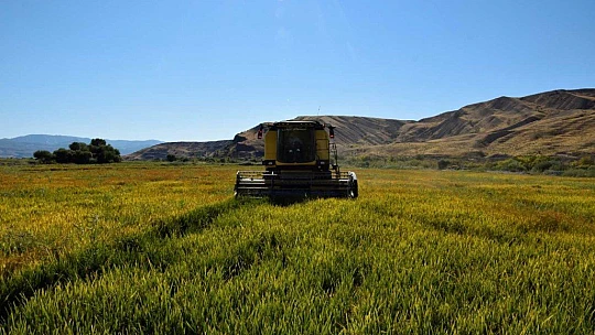 Kuruyan Murat Nehri'nde 150 gün suyun içinde yetişen pirinçte hasat zamanı
