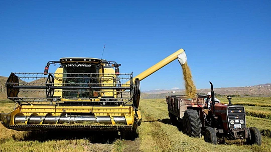 Kuruyan Murat Nehri'nde 150 gün suyun içinde yetişen pirinçte hasat zamanı