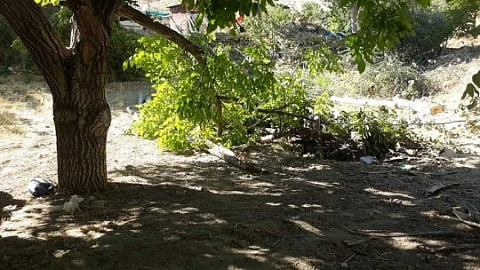 Kuvvetli rüzgar, elma bahçesine zarar verdi