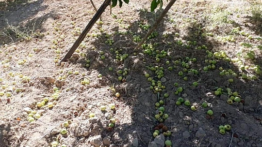Kuvvetli rüzgar, elma bahçesine zarar verdi