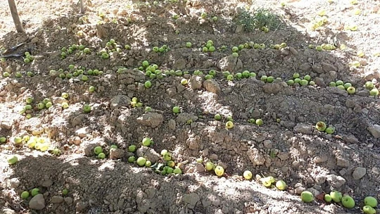 Kuvvetli rüzgar, elma bahçesine zarar verdi