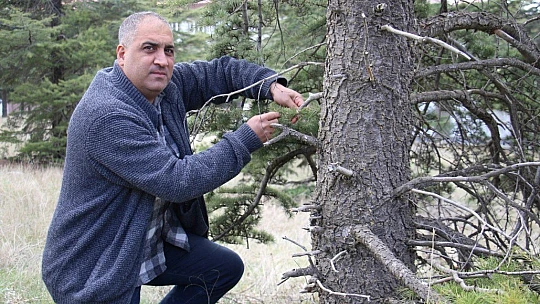 Kuzey Amerika kökenli istilacı böcek, Doğa Anadolu'ya giriş yaptı