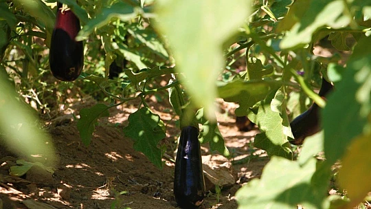 Marketlerdeki fahiş fiyata kızdı, tarlasını vatandaşlara açtı