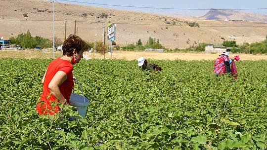 Marketlerdeki fahiş fiyata kızdı, tarlasını vatandaşlara açtı