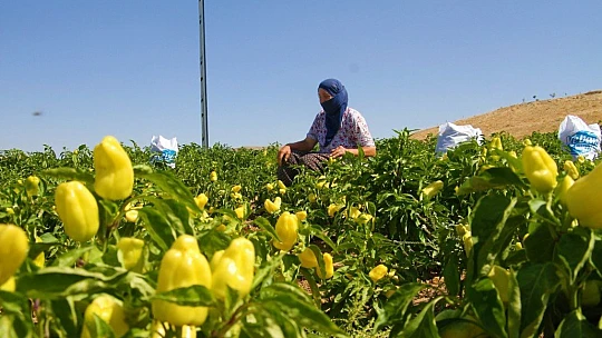 Marketlerdeki fahiş fiyata kızdı, tarlasını vatandaşlara açtı