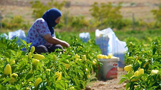 Marketlerdeki fahiş fiyata kızdı, tarlasını vatandaşlara açtı