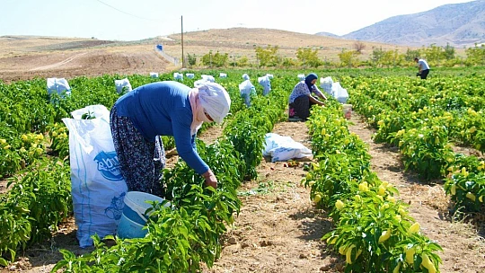 Marketlerdeki fahiş fiyata kızdı, tarlasını vatandaşlara açtı