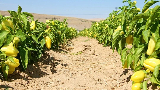 Marketlerdeki fahiş fiyata kızdı, tarlasını vatandaşlara açtı