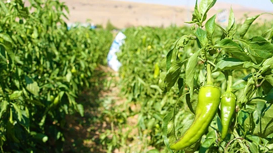 Marketlerdeki fahiş fiyata kızdı, tarlasını vatandaşlara açtı