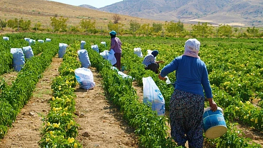 Marketlerdeki fahiş fiyata kızdı, tarlasını vatandaşlara açtı
