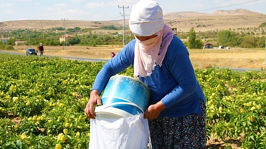 Marketlerdeki fahiş fiyata kızdı, tarlasını vatandaşlara açtı