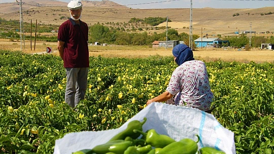 Marketlerdeki fahiş fiyata kızdı, tarlasını vatandaşlara açtı