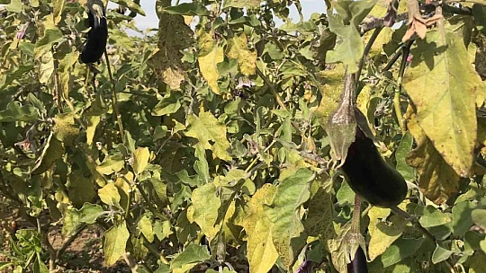 Marketlerdeki fiyata kızdı, 20 dönümlük sebze tarlasını vatandaşlara ücretsiz açtı