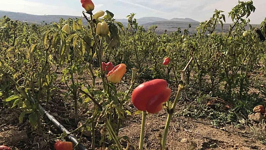 Marketlerdeki fiyata kızdı, 20 dönümlük sebze tarlasını vatandaşlara ücretsiz açtı