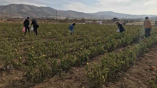 Marketlerdeki fiyata kızdı, 20 dönümlük sebze tarlasını vatandaşlara ücretsiz açtı