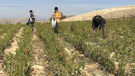Marketlerdeki fiyata kızdı, 20 dönümlük sebze tarlasını vatandaşlara ücretsiz açtı