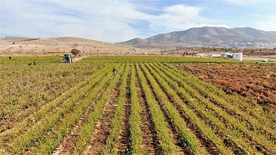 Marketlerdeki fiyata kızdı, 20 dönümlük sebze tarlasını vatandaşlara ücretsiz açtı