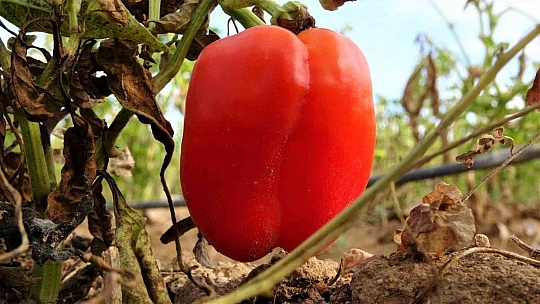 Marketlerdeki fiyata kızdı, 20 dönümlük sebze tarlasını vatandaşlara ücretsiz açtı