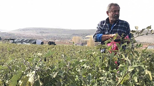 Marketlerdeki fiyata kızdı, 20 dönümlük sebze tarlasını vatandaşlara ücretsiz açtı