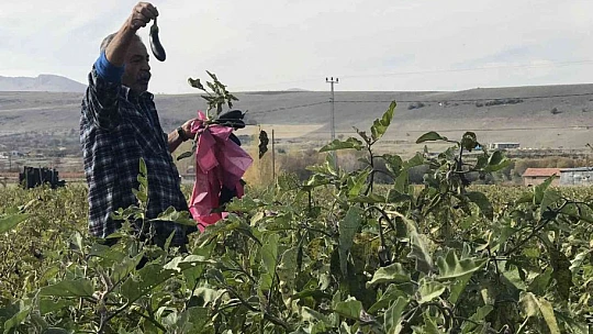 Marketlerdeki fiyata kızdı, 20 dönümlük sebze tarlasını vatandaşlara ücretsiz açtı