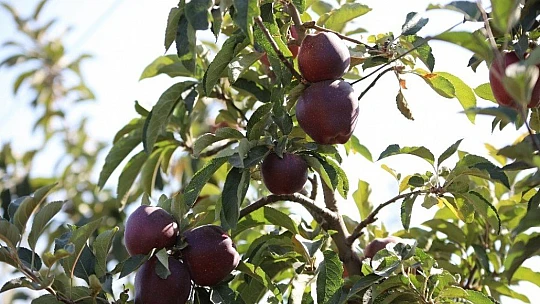 Memurluğu bıraktı, modern tarımla kendi işinin patronu oldu