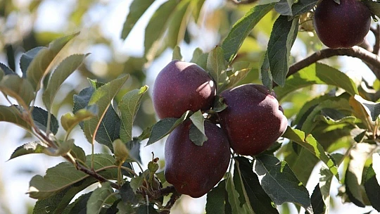 Memurluğu bıraktı, modern tarımla kendi işinin patronu oldu