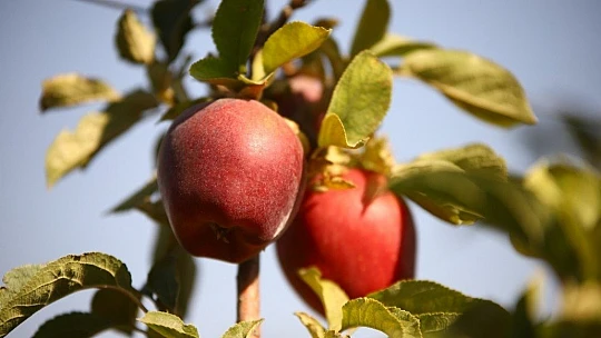 Memurluğu bıraktı, modern tarımla kendi işinin patronu oldu