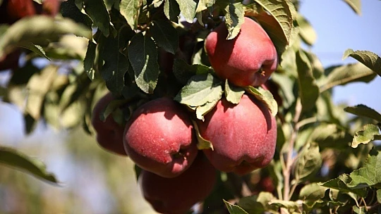 Memurluğu bıraktı, modern tarımla kendi işinin patronu oldu