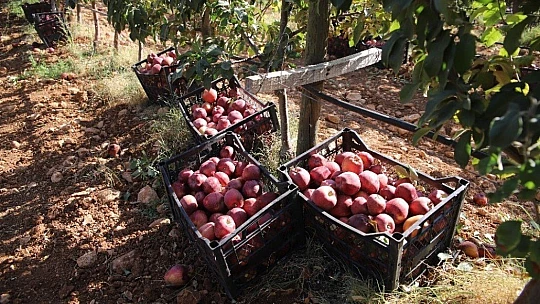 Memurluğu bıraktı, modern tarımla kendi işinin patronu oldu