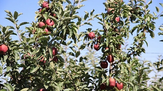 Memurluğu bıraktı, modern tarımla kendi işinin patronu oldu