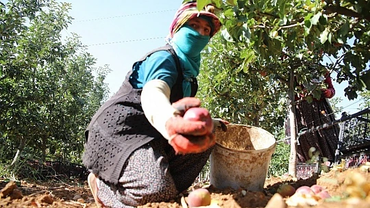 Memurluğu bıraktı, modern tarımla kendi işinin patronu oldu