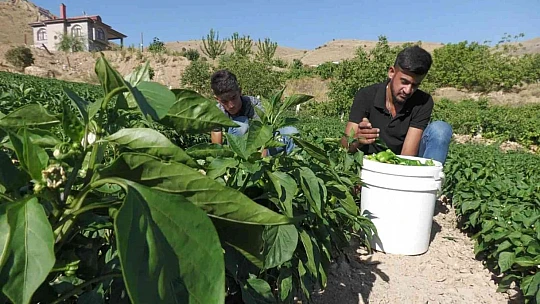 Meşhur Keban biberinde hasat başladı