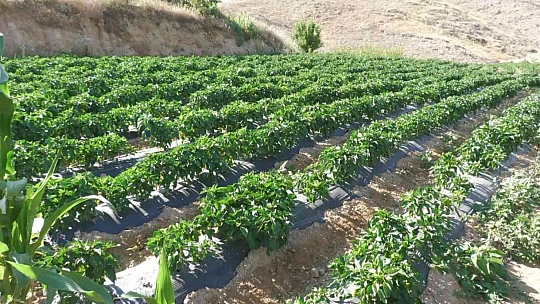 Meşhur Keban biberinde hasat başladı