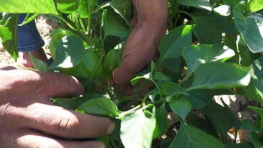Meşhur Keban biberinde hasat başladı