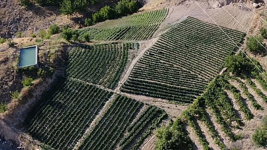 Meşhur Keban biberinde hasat başladı