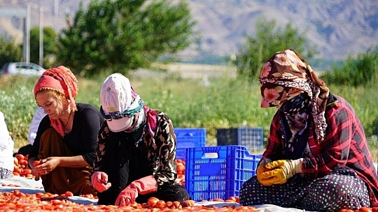 Mevsimlik işçilerin güneşin altında zorlu mesaisi