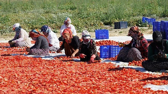 Mevsimlik işçilerin güneşin altında zorlu mesaisi