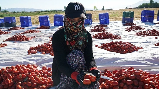 Mevsimlik işçilerin güneşin altında zorlu mesaisi