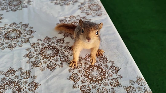 Muhtar ve yavru sincabın sevimli dostluğu
