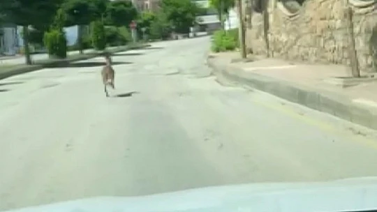 Nesli koruma altında olan dağ keçisi, şehir merkezinde araçla yarıştı